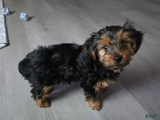 Yorkshire Terrier dogs Yorkshire Terrier Korra - Ad 16