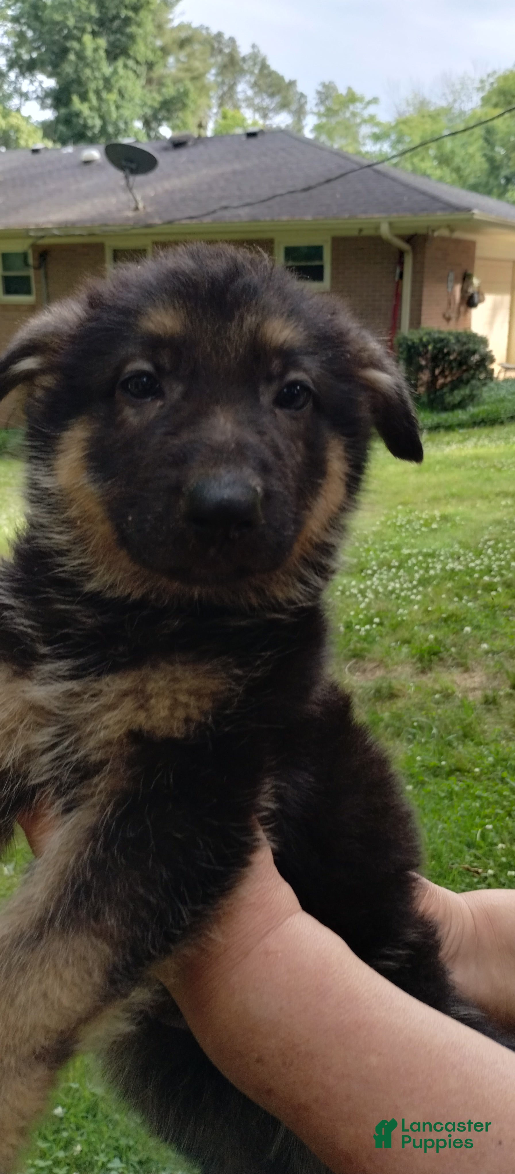 German Shepherd dogs for sale: German Shepherd Puppy 2 - Ad 8