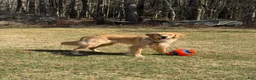 Golden Retriever dogs for sale: Golden Retriever 1 - Ad 16
