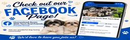 Shorkie dogs for sale: Sandy - Ad 4