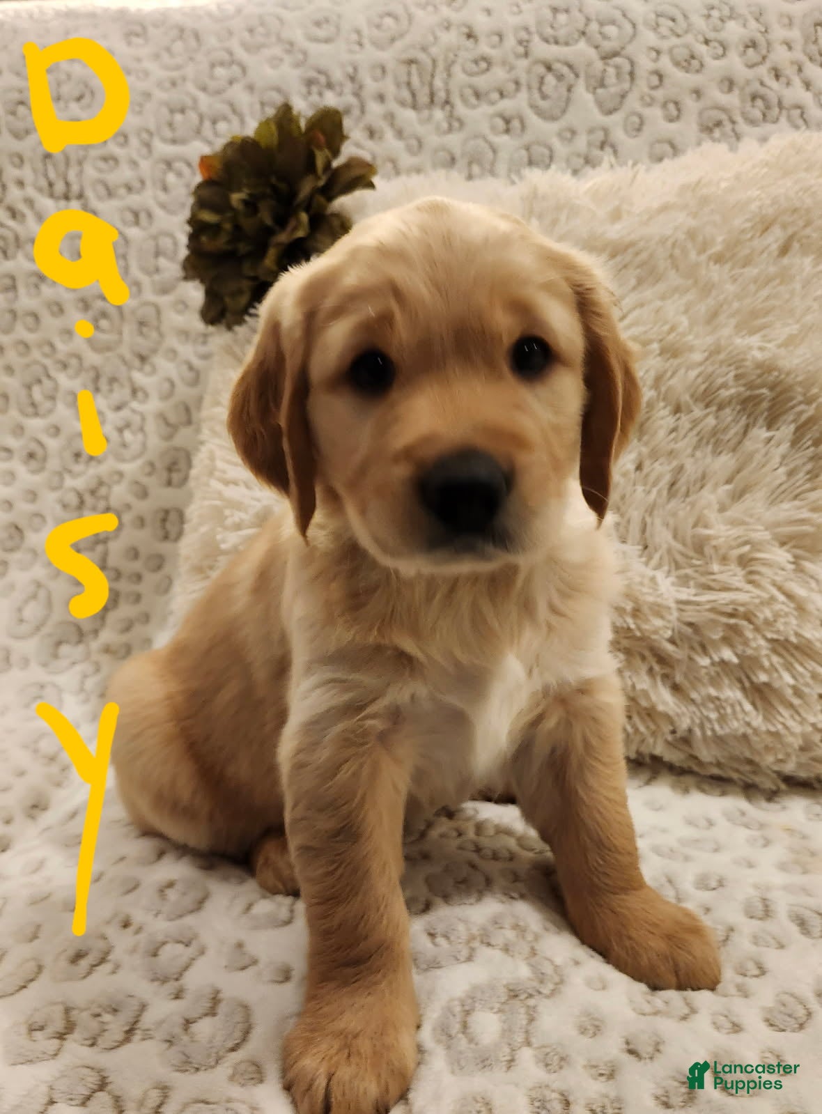 Golden Retriever dogs Golden Retriever Puppy Daisy  - Ad 6