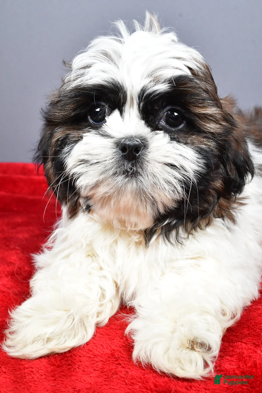 Shih Tzu dogs for sale: Flash - Ad 5