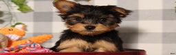 Yorkshire Terrier dogs for sale: Comet - Ad 1