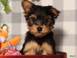 Yorkshire Terrier dogs Comet - Ad 36