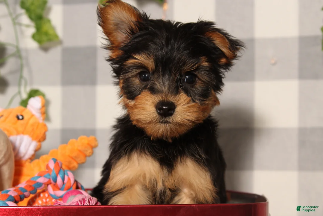 Yorkshire Terrier dogs for sale: Comet - Ad 1