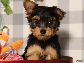 Yorkshire Terrier dogs Comet - Ad 27