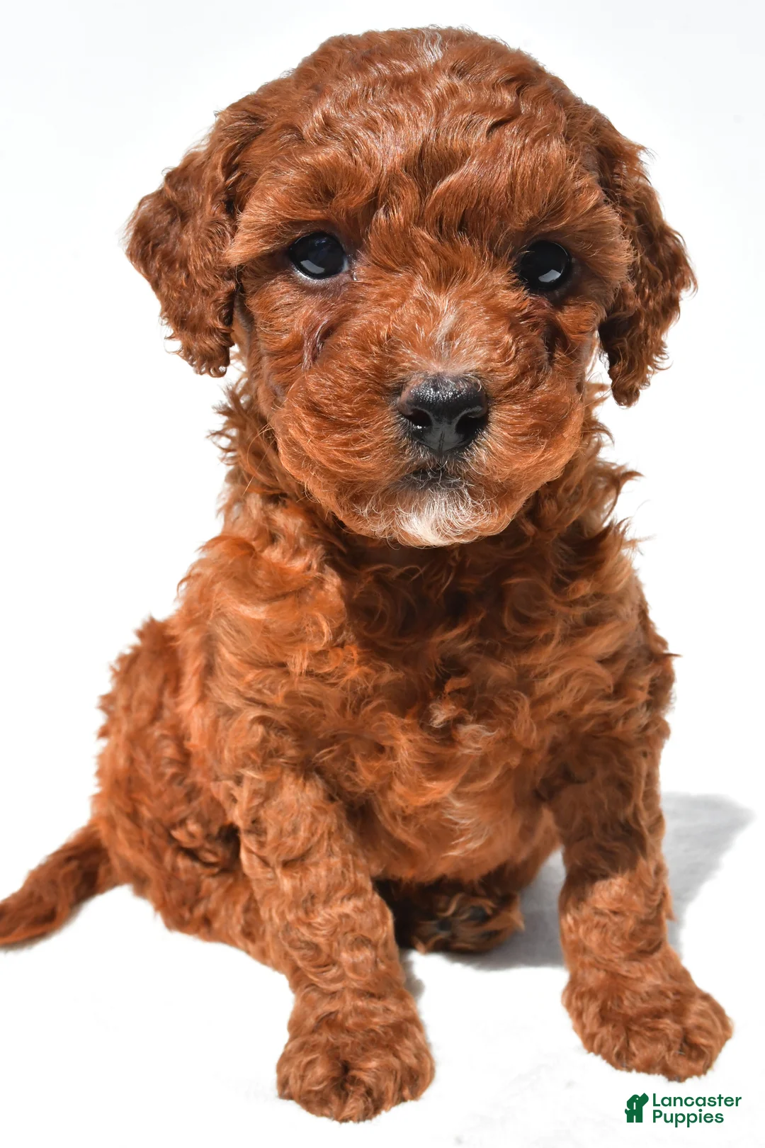 Mini Goldendoodle dogs for sale: Fritz  - Ad 1