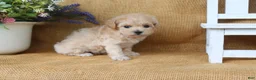 Bichpoo dogs for sale: Jade - Ad 3