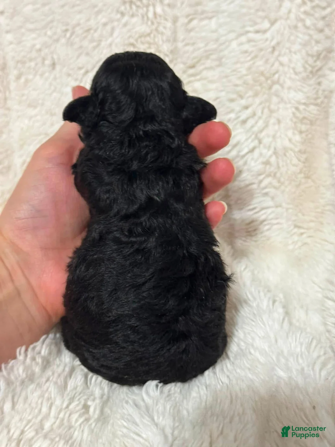 Toy Poodle dogs for sale: Bella - Ad 8
