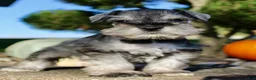 Miniature Schnauzer dogs for sale: Echo Male AKC Mini Schnauzer - Ad 14