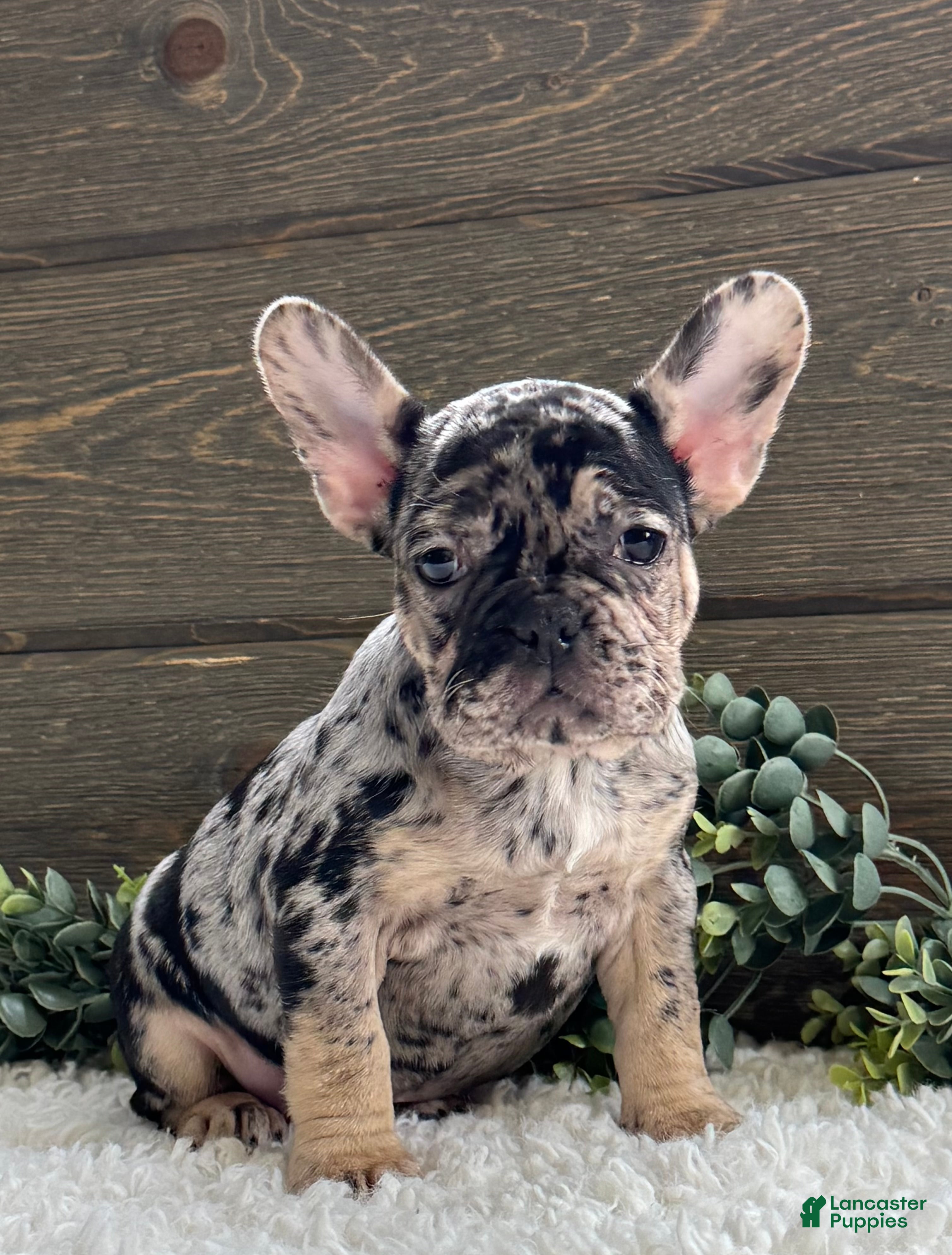 Mixed Breed dogs Remy - Ad 2