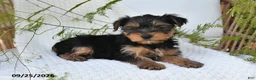Yorkshire Terrier dogs for sale: Neo - Ad 3