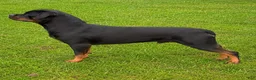 Rottweiler dogs for sale: Rottweiler 1 - Ad 3
