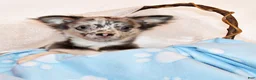 Chihuahua dogs for sale: Egypt - Ad 8