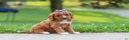 Cavapoo dogs for sale: Bella - Ad 6