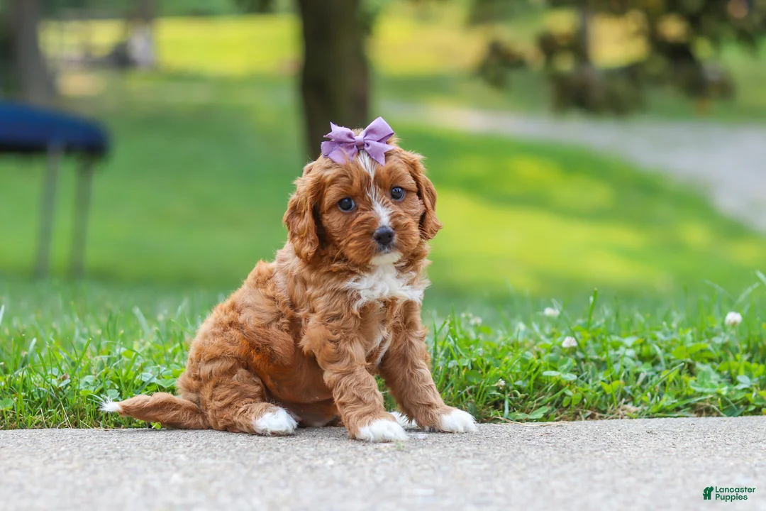 Cavapoo dogs for sale: Bella - Ad 6