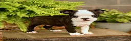 Boston Terrier dogs for sale: Dash - Ad 2