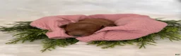 Mini Goldendoodle dogs for sale: Rose Collar  - Ad 17