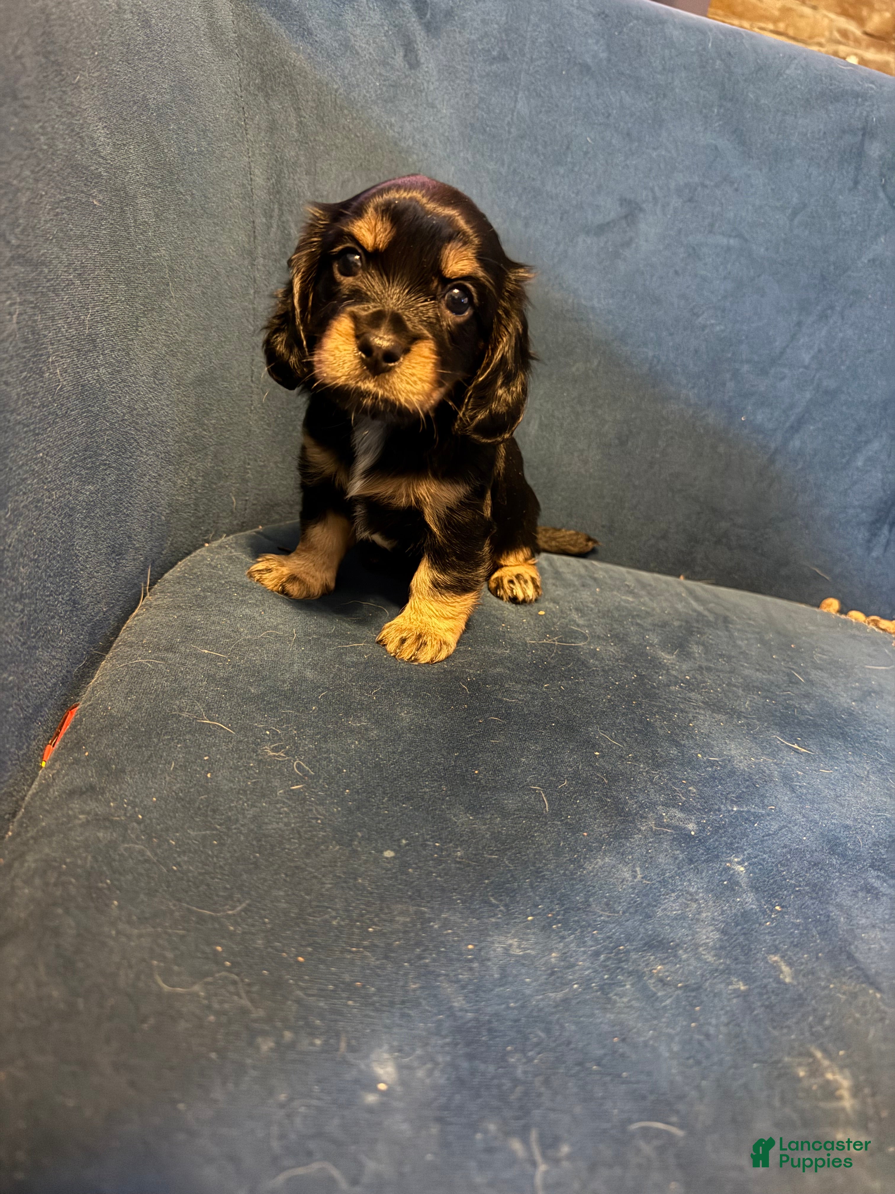 King Charles Spaniel dogs Princess Diana  - Ad 2
