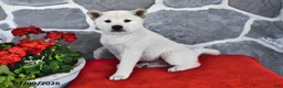 Shiba Inu dogs for sale: Oliver - Ad 1