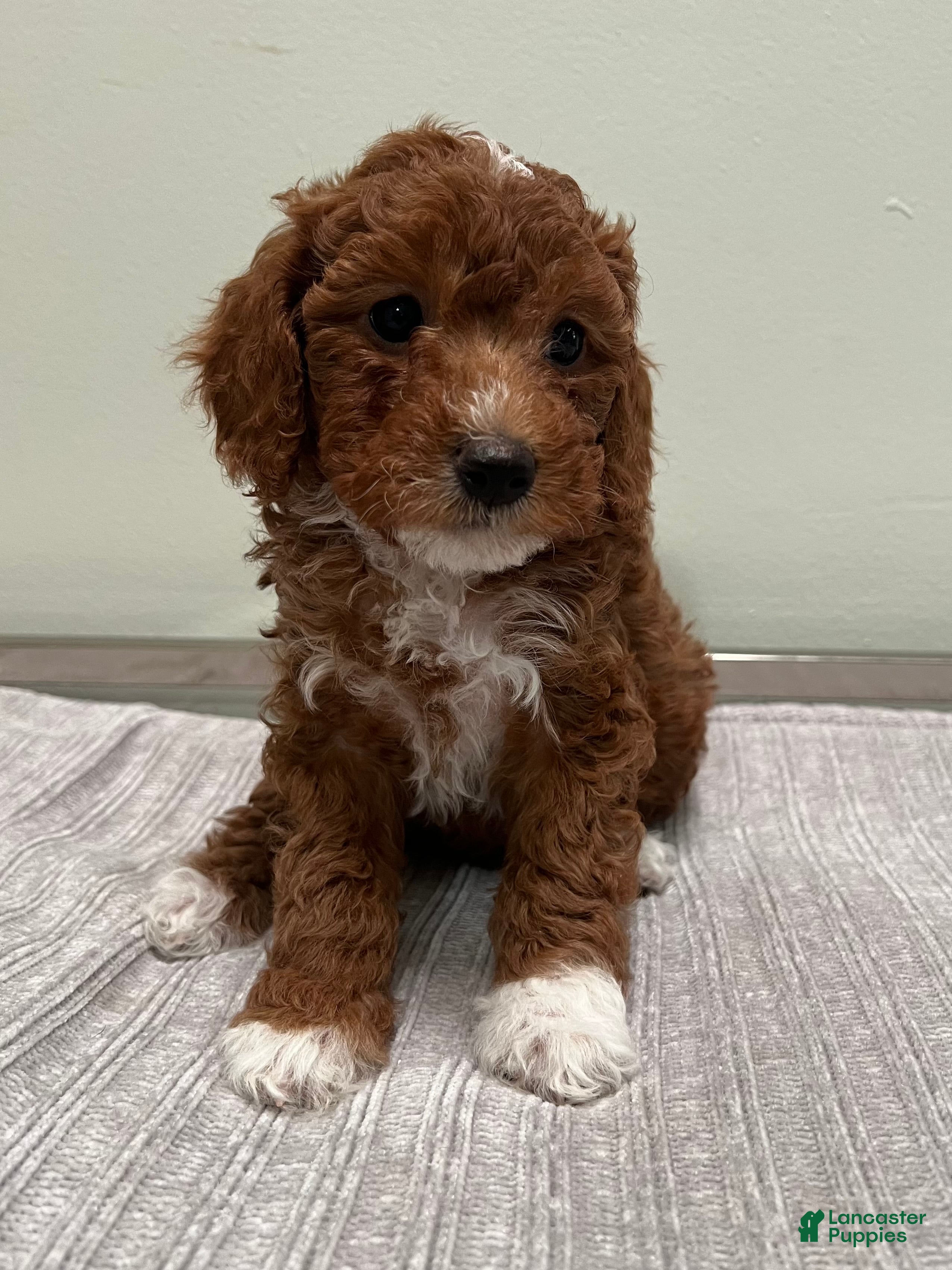 Mini Goldendoodle dogs Harley - Ad 2