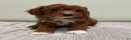 Mini Goldendoodle dogs for sale: Harley - Ad 2