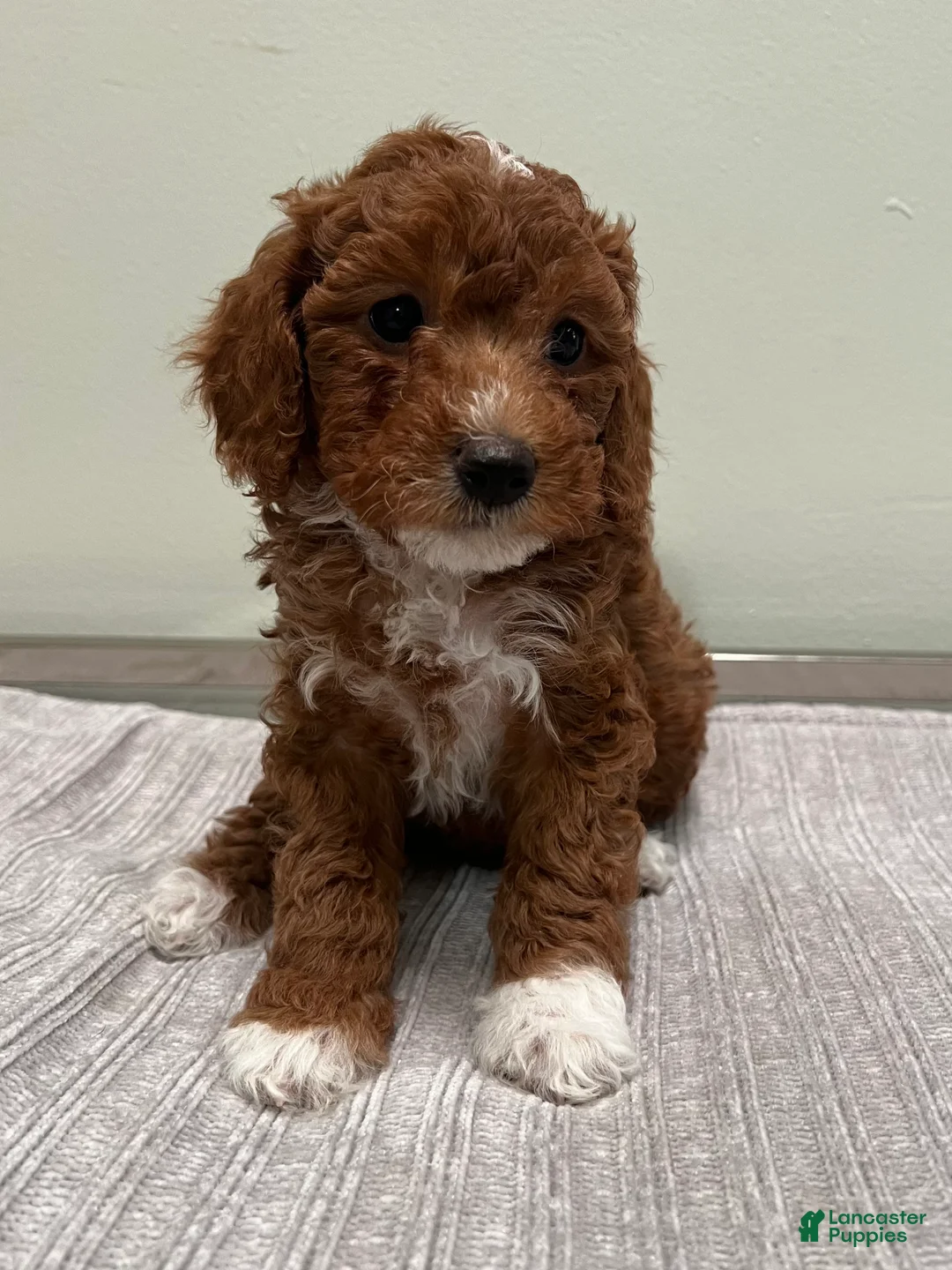 Mini Goldendoodle dogs for sale: Harley - Ad 2