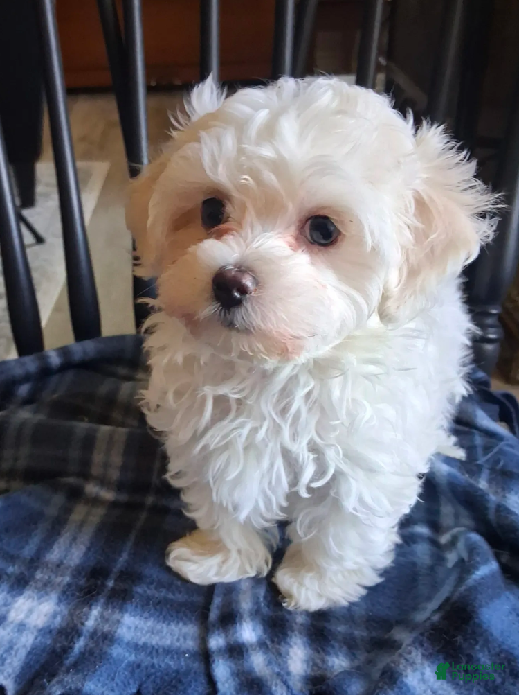 Maltipoo dogs Noah - Ad 2