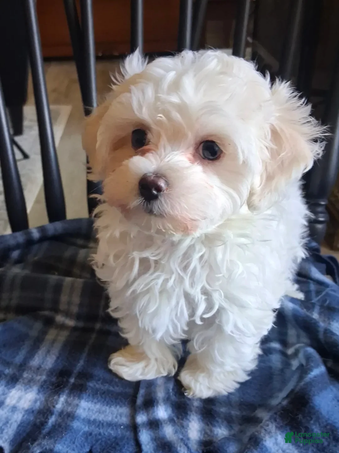 Maltipoo dogs for sale: Noah - Ad 2