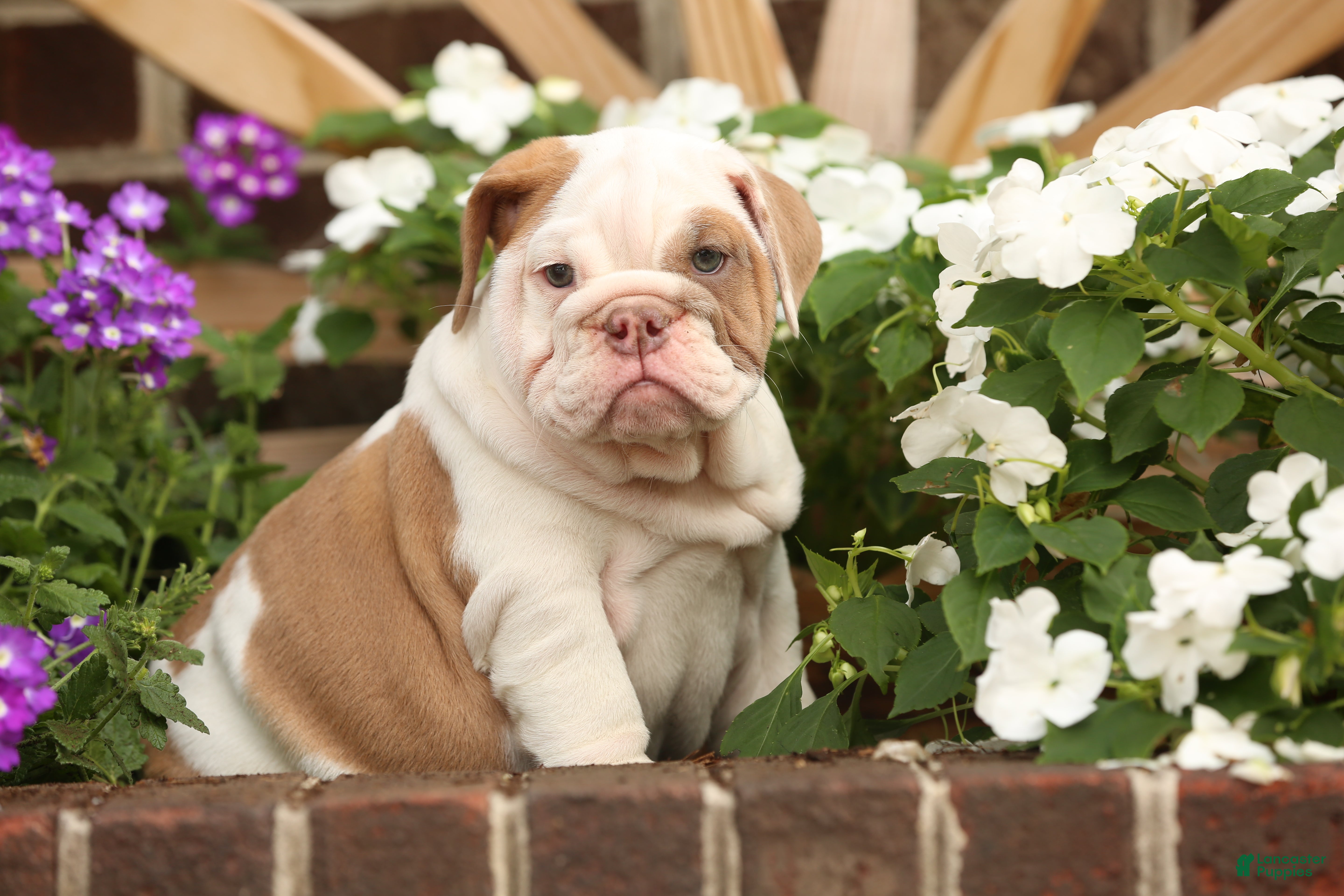 English Bulldog dogs for sale: Maple - Ad 5