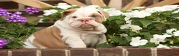 English Bulldog dogs for sale: Maple - Ad 1