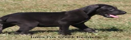 Great Dane dogs for sale: Sadie - Ad 3