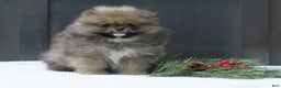 Pomeranian dogs for sale: DONALD - Ad 2