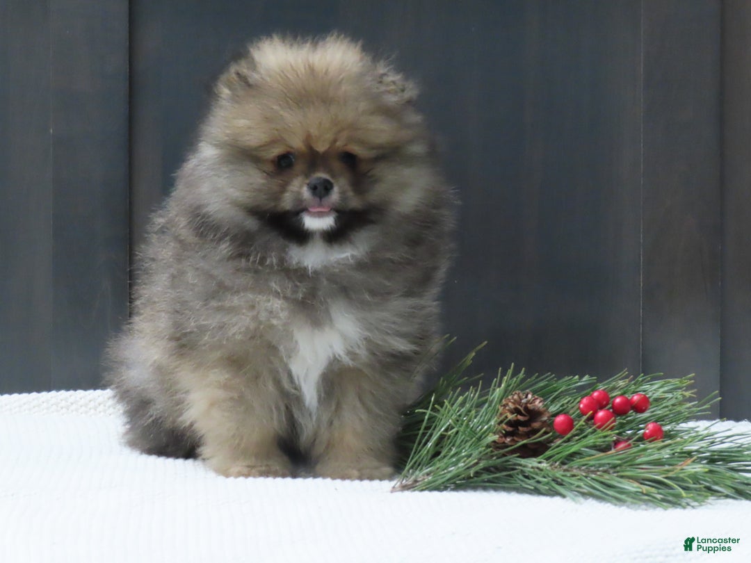 Pomeranian dogs for sale: DONALD - Ad 2