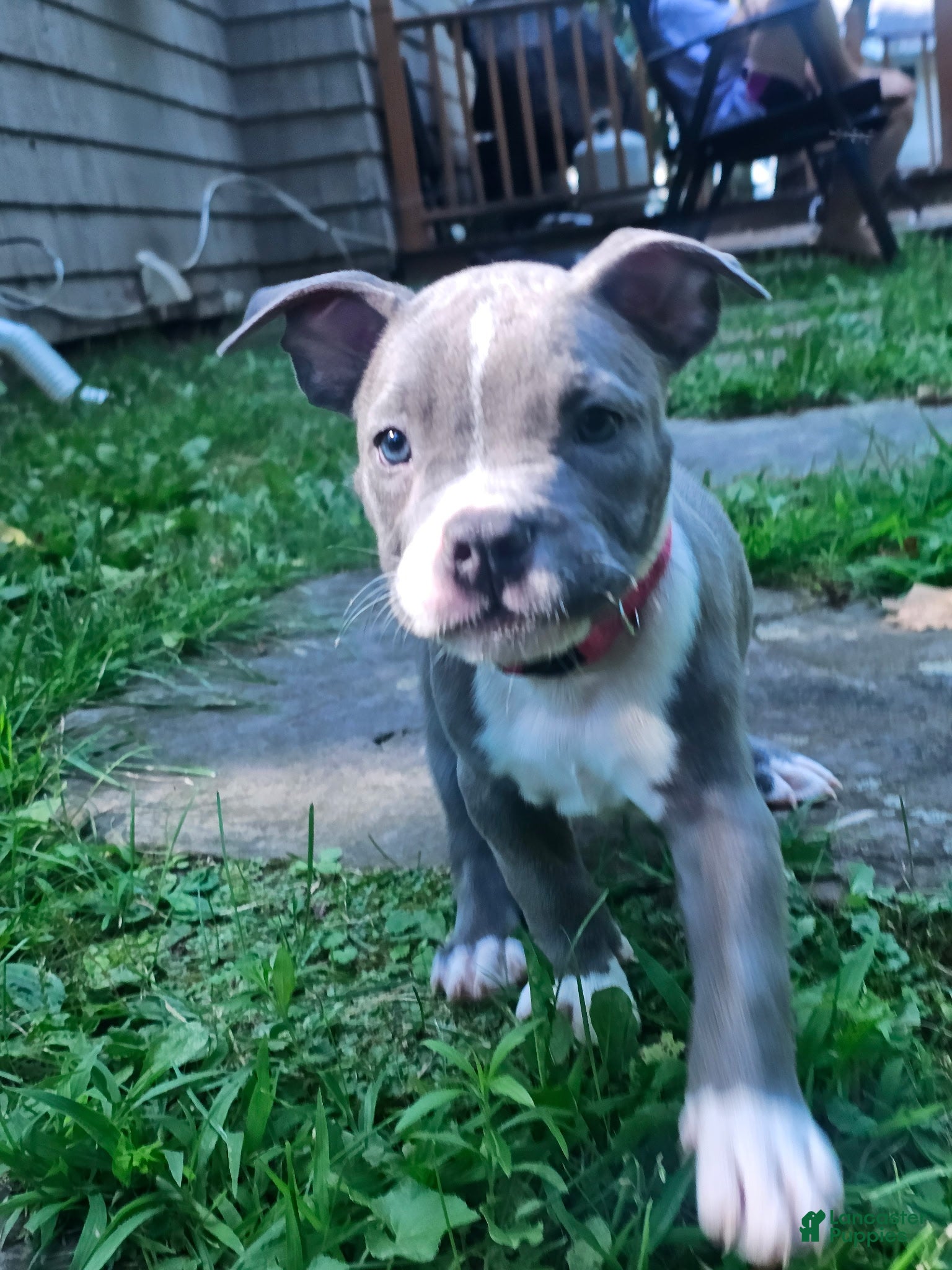 American Pit Bull Terrier dogs Zoey - Ad 39