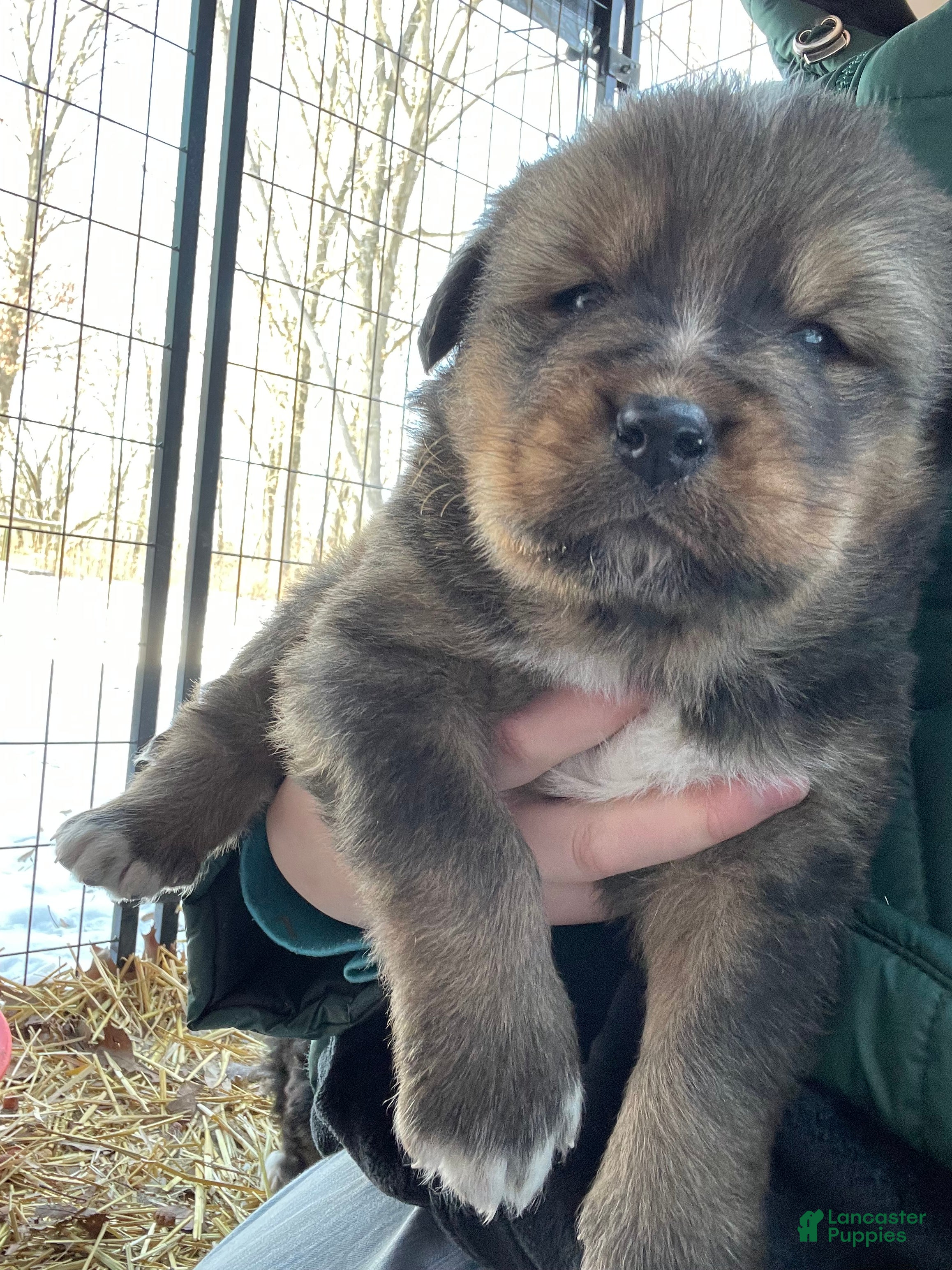 Mixed Breed dogs Tibetan Mastiff/Bernese Mountain Dog Male 1 - Ad 8