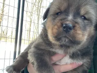 Mixed Breed dogs Tibetan Mastiff/Bernese Mountain Dog Male 1 - Ad 8