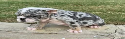 English Bulldog dogs for sale: ROYALTY BLU - English Bulldog  - Ad 5
