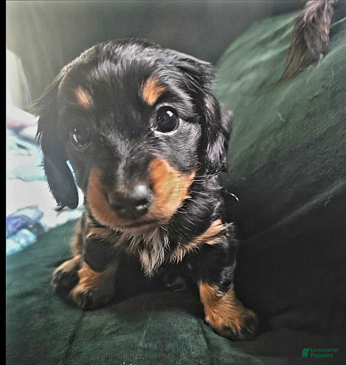 Mixed Breed dogs Rosie 🌹 (Black and Tan) - Ad 19