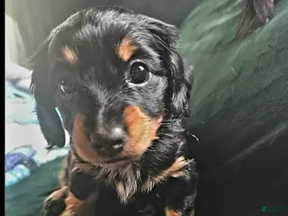 Mixed Breed dogs Rosie 🌹 (Black and Tan) - Ad 19