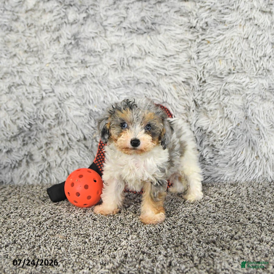 Toy Poodle dogs Autumn   EXTRA SMALL - Ad 2