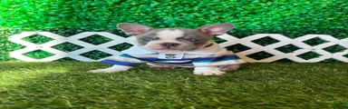French Bulldog 1