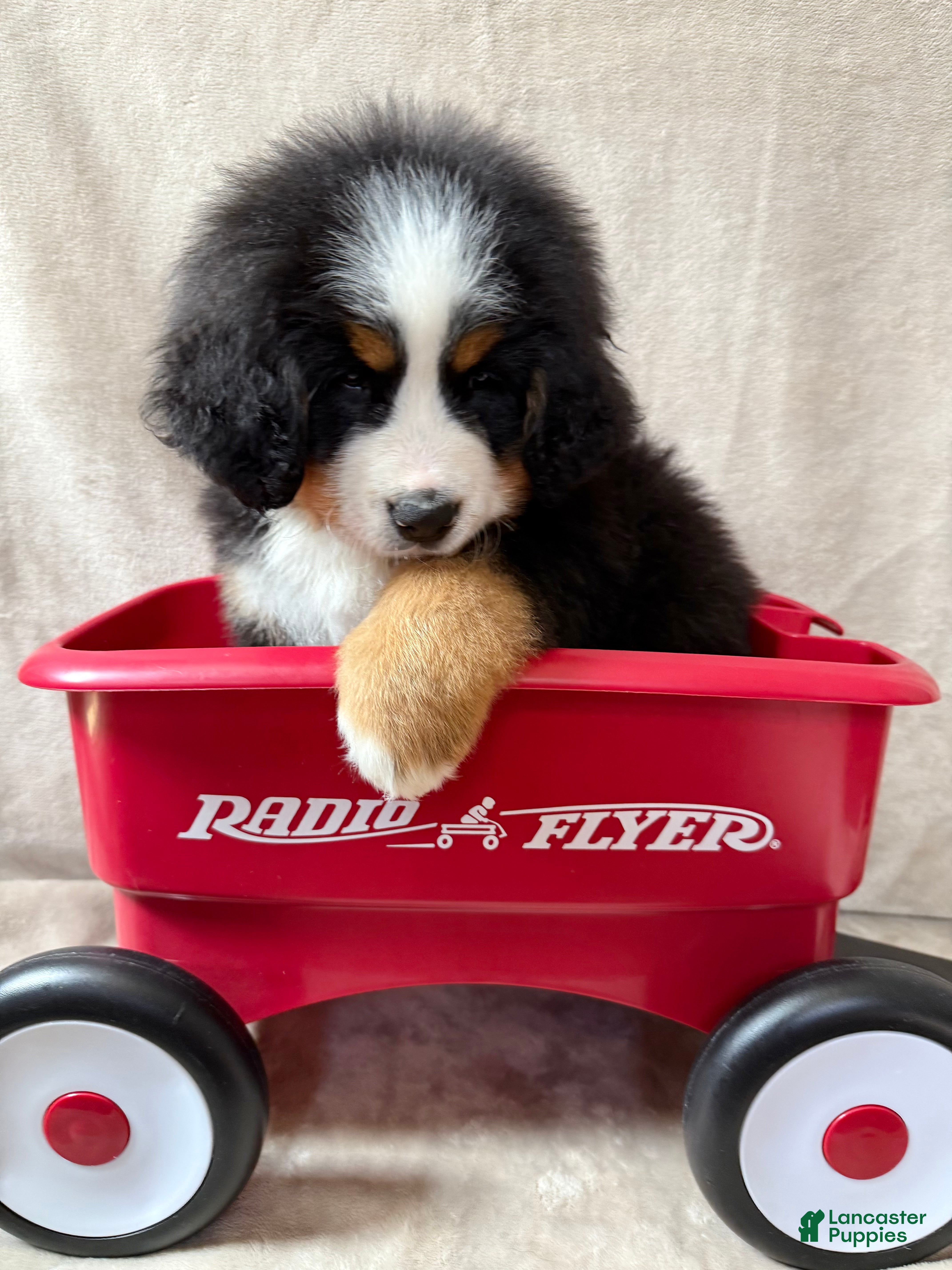 Bernese Mountain Dog dogs Nigel - Ad 20