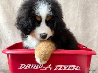 Bernese Mountain Dog dogs Nigel - Ad 20