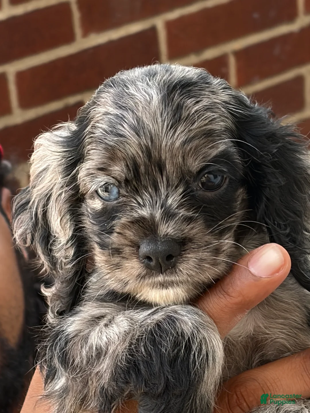 Cocker Spaniel dogs for sale: Cocker Spaniel 1 - Ad 2