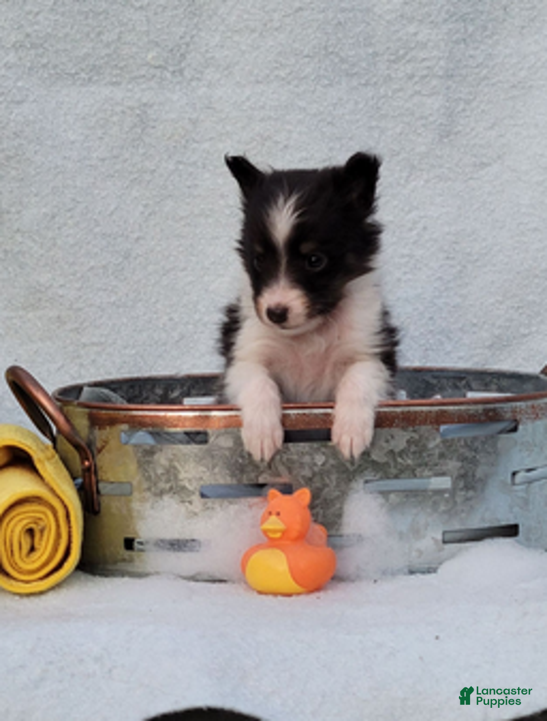 Shetland Sheepdog dogs for sale: Pixie - Ad 5