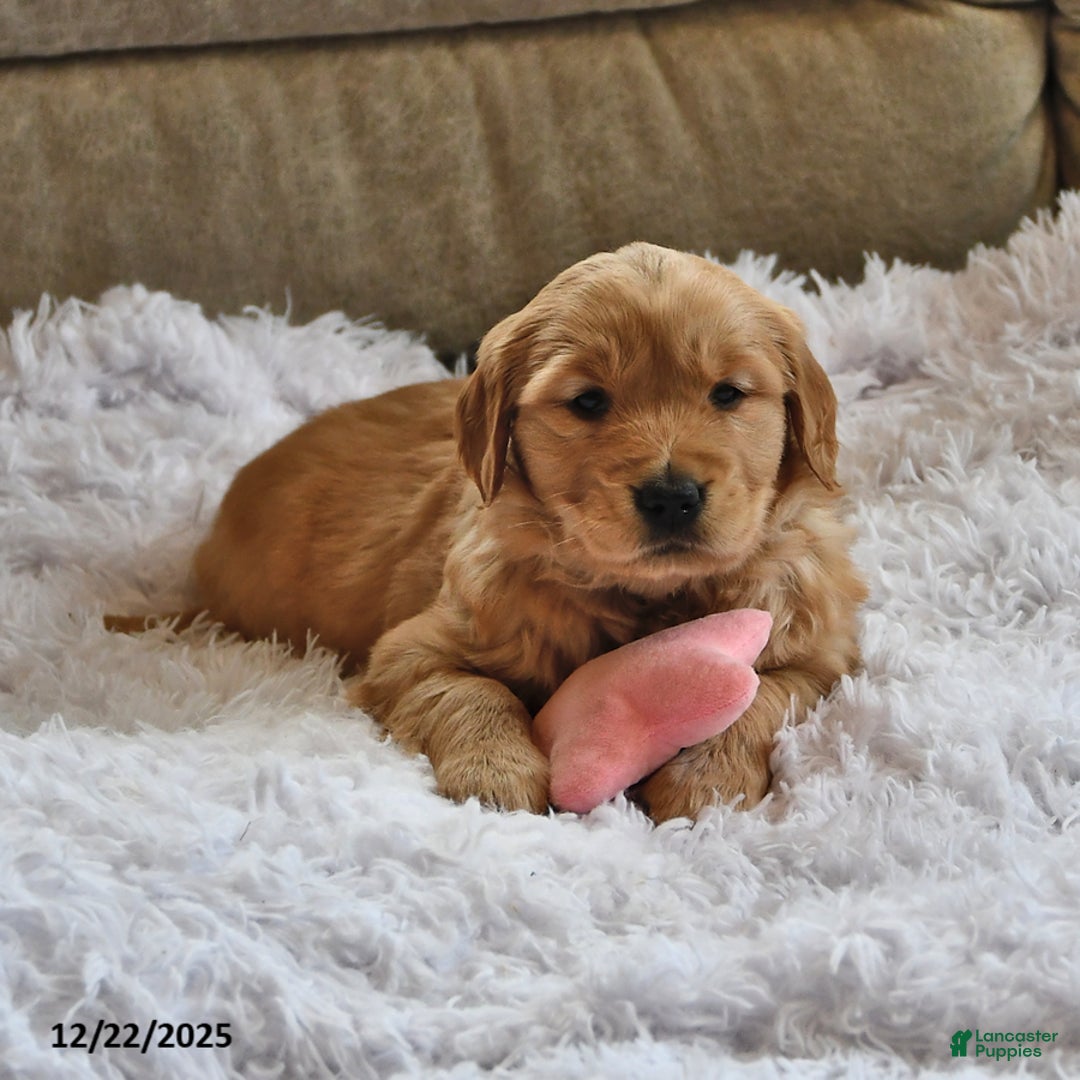 Golden Retriever dogs for sale: Sugar Kiss - Ad 5