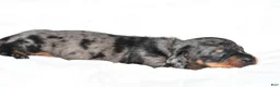 Miniature Dachshund dogs for sale: Hudson - Ad 7