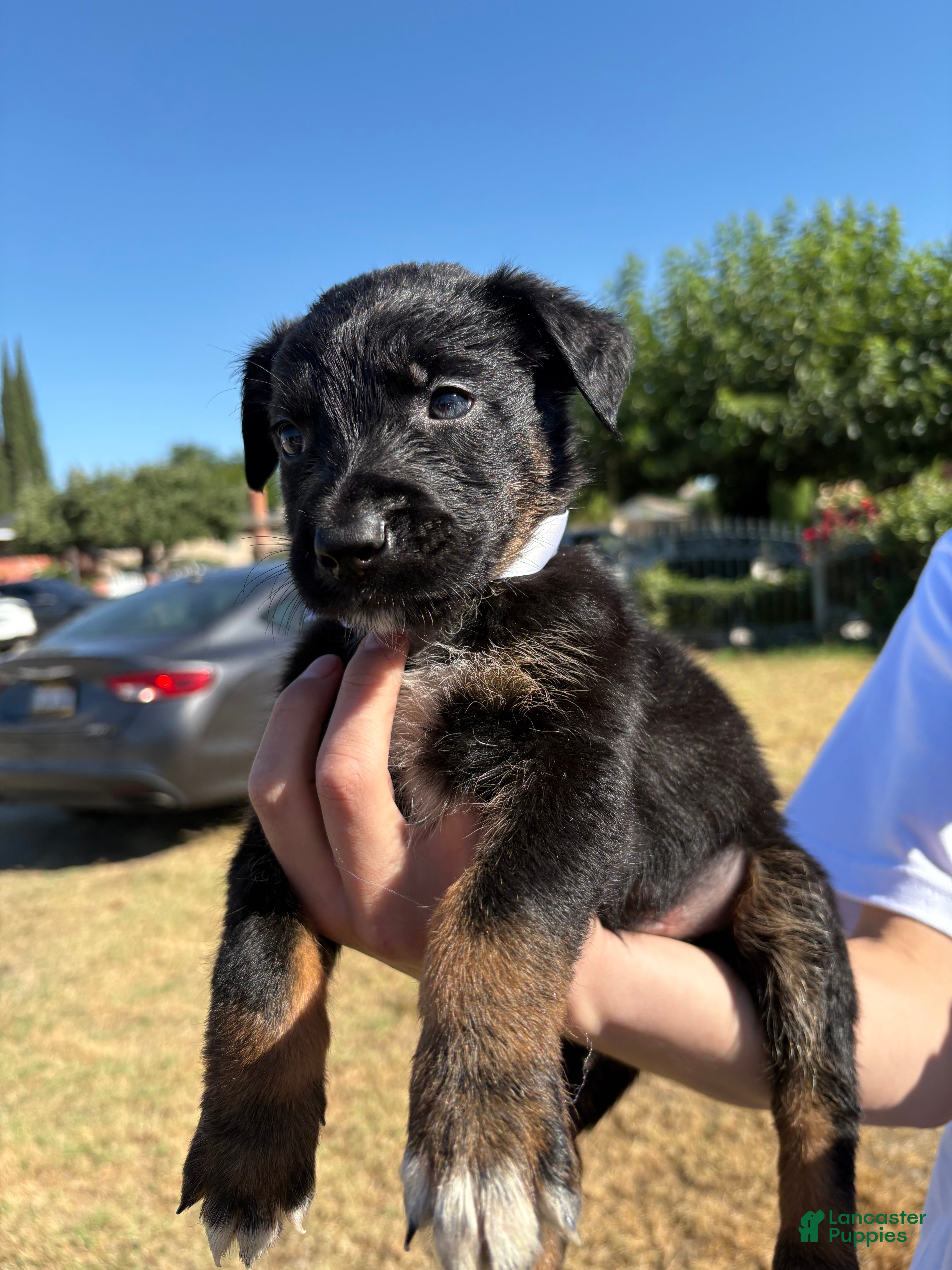 Mixed Breed dogs Ivar - Ad 3