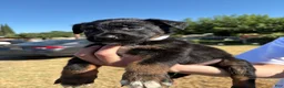 Mixed Breed dogs for sale: Ivar - Ad 1